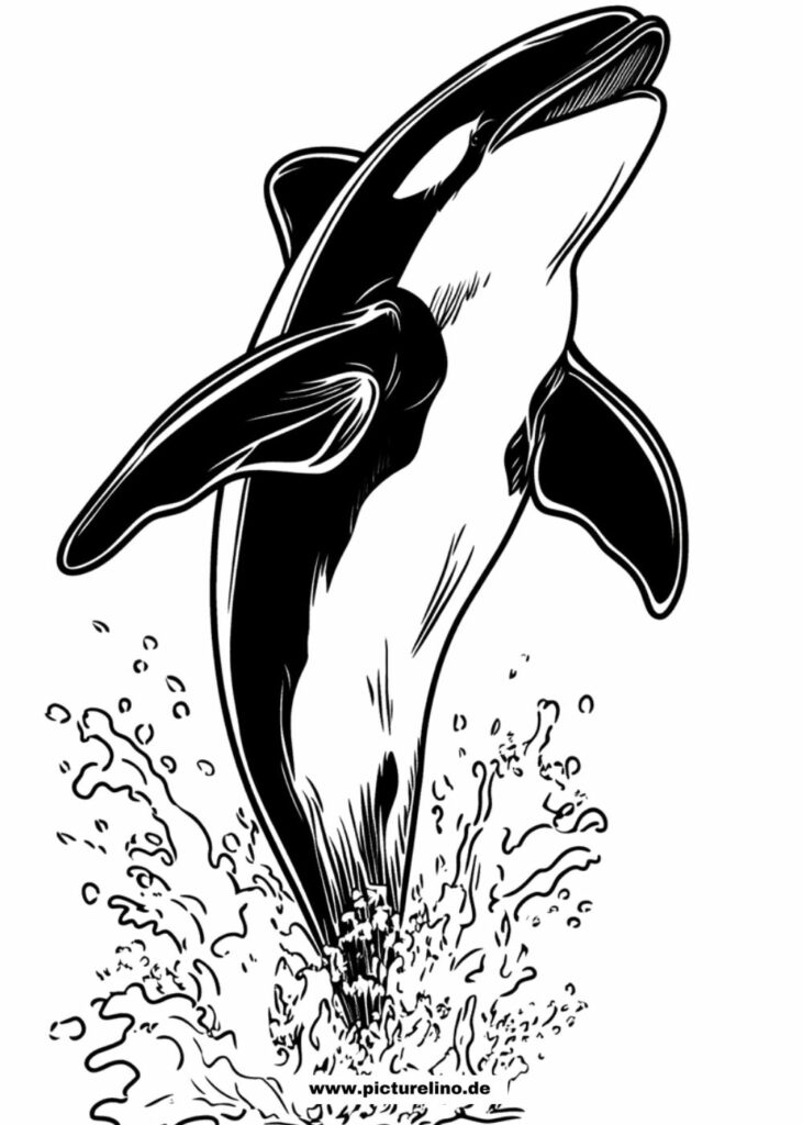 Springender Orca Malbild